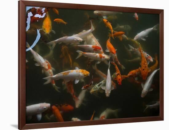 Koi carp in pond at Aureum Palace Hotel, Bagan, Mandalay Region, Myanmar-null-Framed Photographic Print