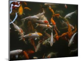 Koi carp in pond at Aureum Palace Hotel, Bagan, Mandalay Region, Myanmar-null-Mounted Photographic Print