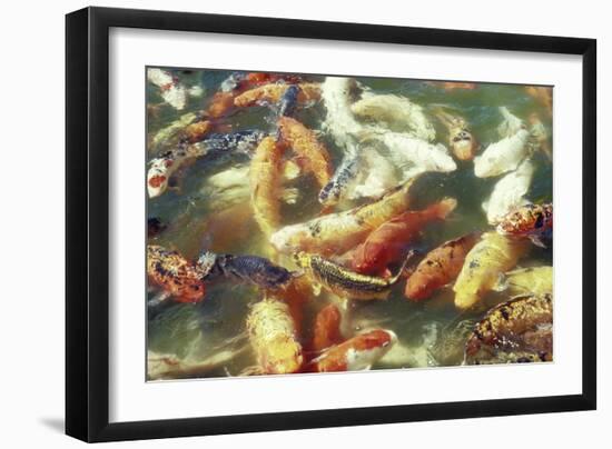 Koi Carp in Pond-null-Framed Photographic Print