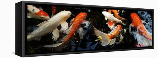 Koi Carp Swimming Underwater-null-Framed Stretched Canvas