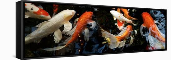 Koi Carp Swimming Underwater-null-Framed Stretched Canvas