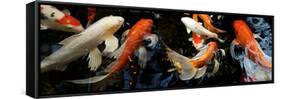 Koi Carp Swimming Underwater-null-Framed Stretched Canvas