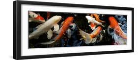 Koi Carp Swimming Underwater-null-Framed Premium Photographic Print