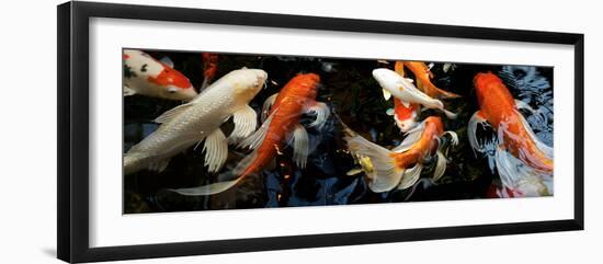 Koi Carp Swimming Underwater-null-Framed Photographic Print