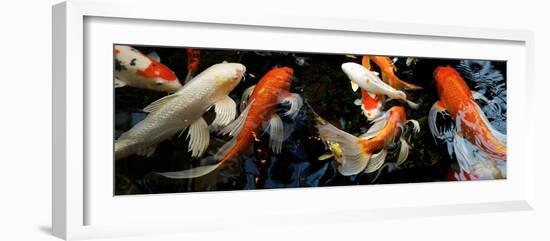 Koi Carp Swimming Underwater-null-Framed Photographic Print