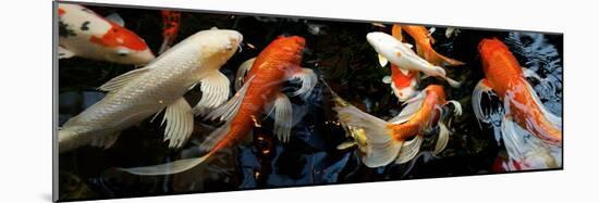 Koi Carp Swimming Underwater-null-Mounted Photographic Print