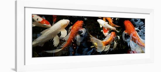 Koi Carp Swimming Underwater-null-Framed Photographic Print