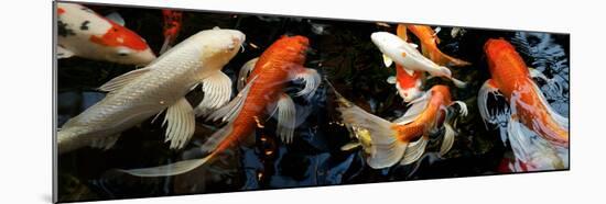 Koi Carp Swimming Underwater-null-Mounted Photographic Print