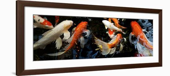 Koi Carp Swimming Underwater-null-Framed Photographic Print