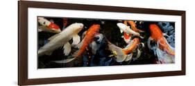 Koi Carp Swimming Underwater-null-Framed Photographic Print