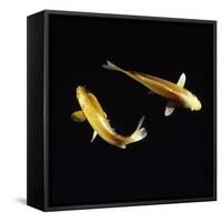 Koi Carp-null-Framed Stretched Canvas