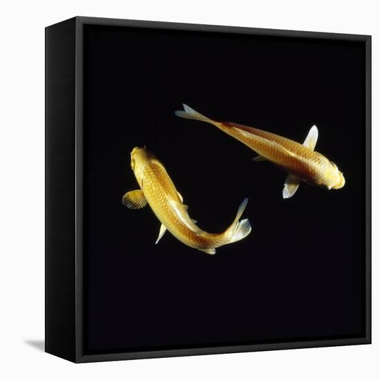 Koi Carp-null-Framed Stretched Canvas