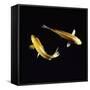 Koi Carp-null-Framed Stretched Canvas