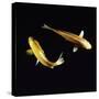 Koi Carp-null-Stretched Canvas