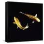 Koi Carp-null-Framed Stretched Canvas