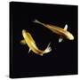 Koi Carp-null-Stretched Canvas