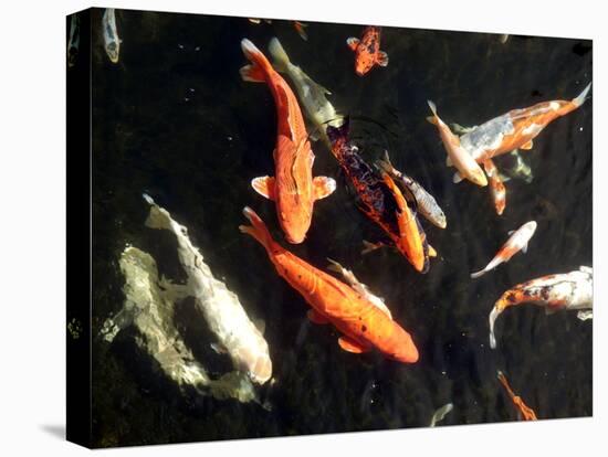 Koi Carp-PlazacCameraman-Stretched Canvas