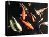 Koi Carp-PlazacCameraman-Stretched Canvas