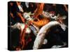 Koi Carp-PlazacCameraman-Stretched Canvas