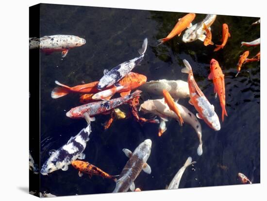 Koi Carp-PlazacCameraman-Stretched Canvas