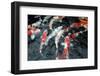 Koi Carp-davidchardman-Framed Photographic Print