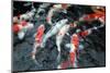 Koi Carp-davidchardman-Mounted Photographic Print