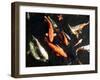 Koi Carp-PlazacCameraman-Framed Photographic Print