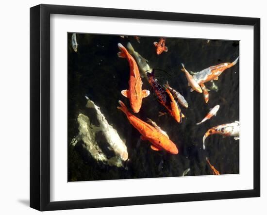 Koi Carp-PlazacCameraman-Framed Photographic Print