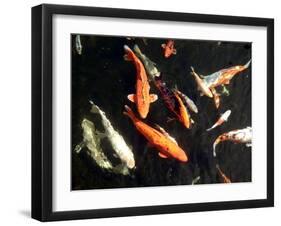 Koi Carp-PlazacCameraman-Framed Photographic Print