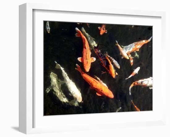 Koi Carp-PlazacCameraman-Framed Photographic Print