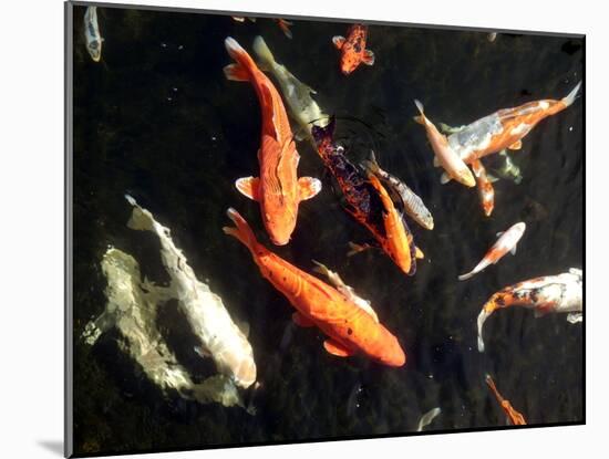 Koi Carp-PlazacCameraman-Mounted Photographic Print