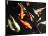 Koi Carp-PlazacCameraman-Mounted Photographic Print