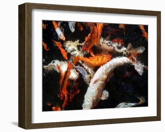 Koi Carp-PlazacCameraman-Framed Photographic Print