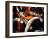 Koi Carp-PlazacCameraman-Framed Photographic Print