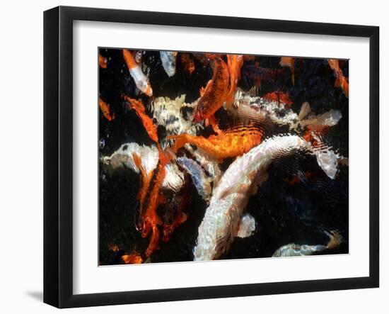 Koi Carp-PlazacCameraman-Framed Photographic Print