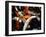 Koi Carp-PlazacCameraman-Framed Photographic Print