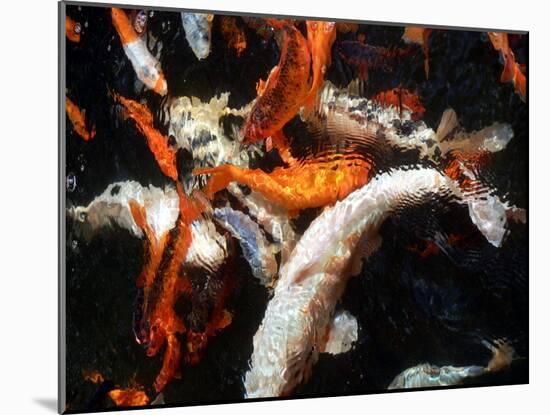 Koi Carp-PlazacCameraman-Mounted Photographic Print