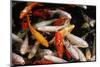 Koi Carp-Leighh-Mounted Photographic Print