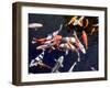 Koi Carp-PlazacCameraman-Framed Photographic Print