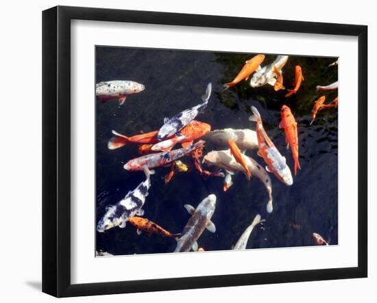 Koi Carp-PlazacCameraman-Framed Photographic Print