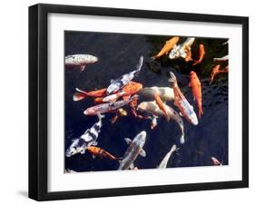 Koi Carp-PlazacCameraman-Framed Photographic Print