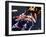 Koi Carp-PlazacCameraman-Framed Photographic Print