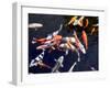 Koi Carp-PlazacCameraman-Framed Photographic Print