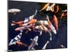 Koi Carp-PlazacCameraman-Mounted Photographic Print