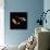 Koi Carp-null-Photographic Print displayed on a wall