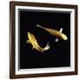 Koi Carp-null-Framed Photographic Print