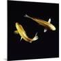 Koi Carp-null-Mounted Photographic Print