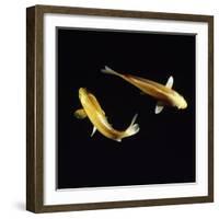 Koi Carp-null-Framed Photographic Print