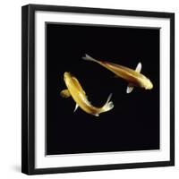 Koi Carp-null-Framed Photographic Print