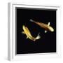 Koi Carp-null-Framed Photographic Print